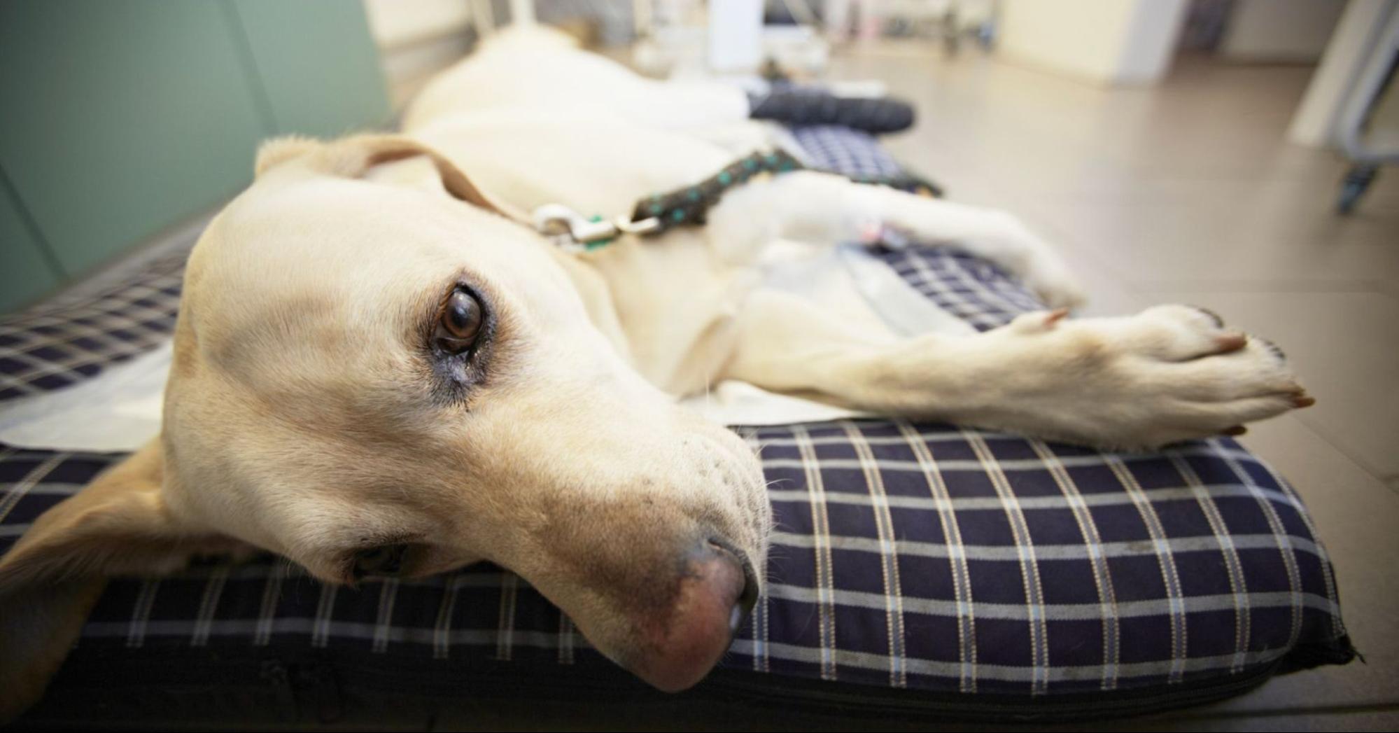 When To Humanely Euthanize A Dog With Cancer