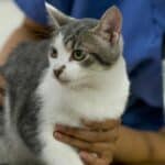 When to Euthanize Kidney Failure in Cats