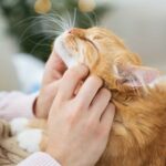 Where can I find Free Pet Care for Seniors