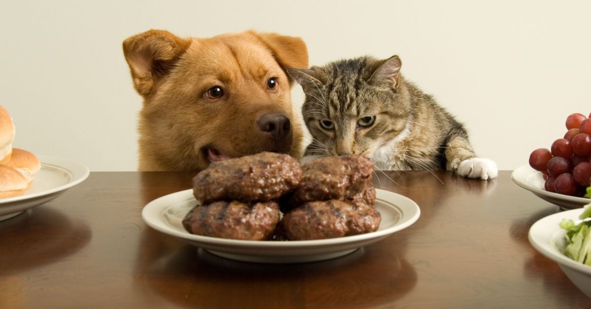 Why Do Cats Like Dog Food