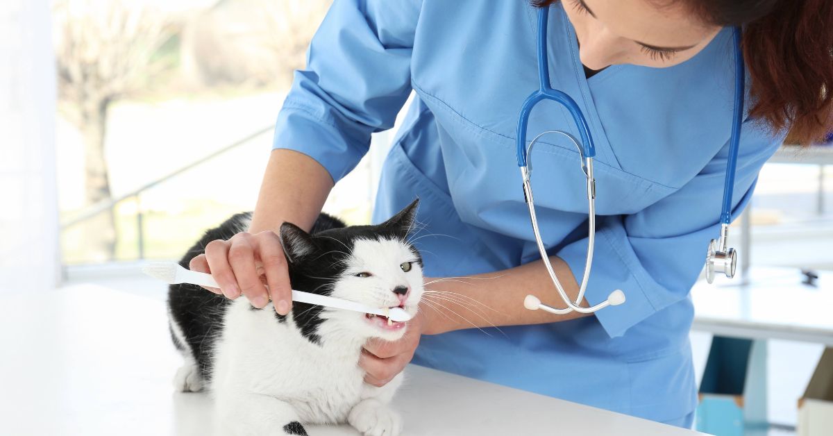 Why is Dental Care Important for Cats