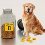 vitamin b complex for dogs