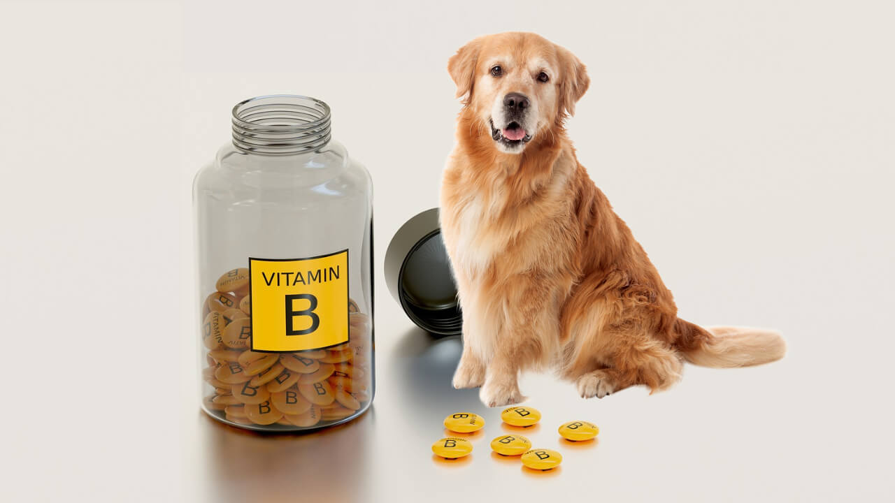 vitamin b complex for dogs