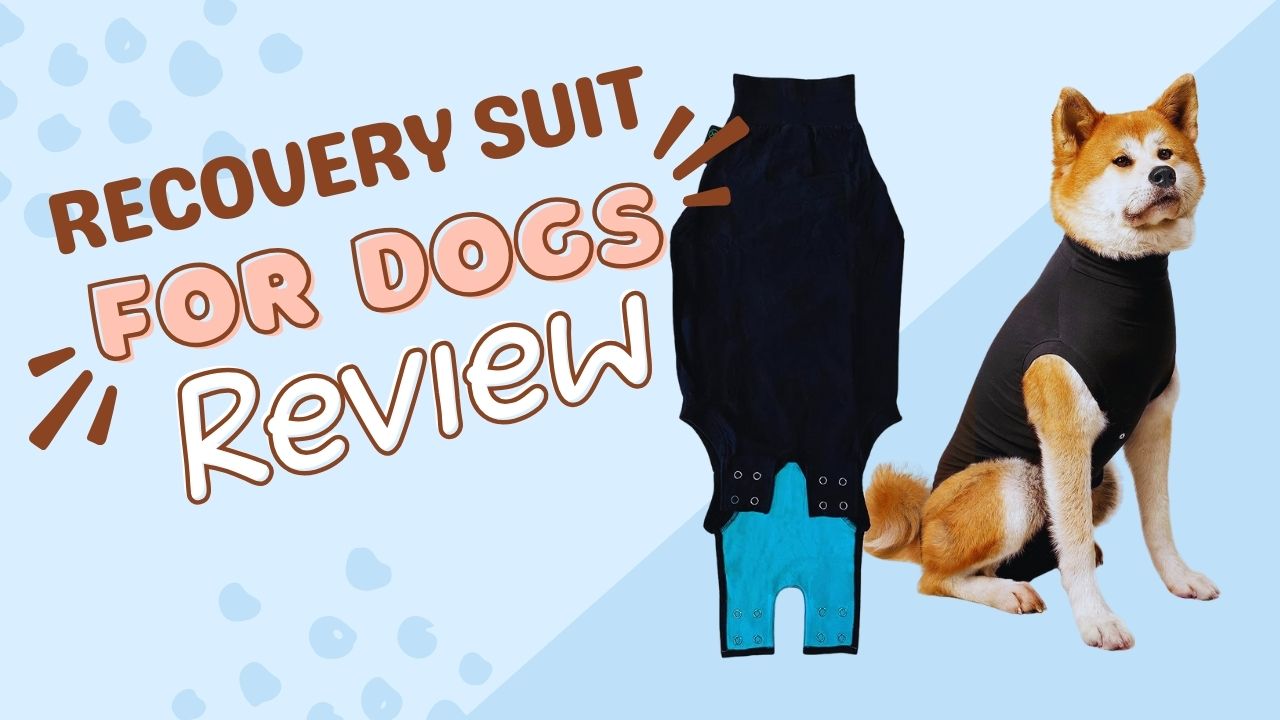 Recovery Suit for Dogs