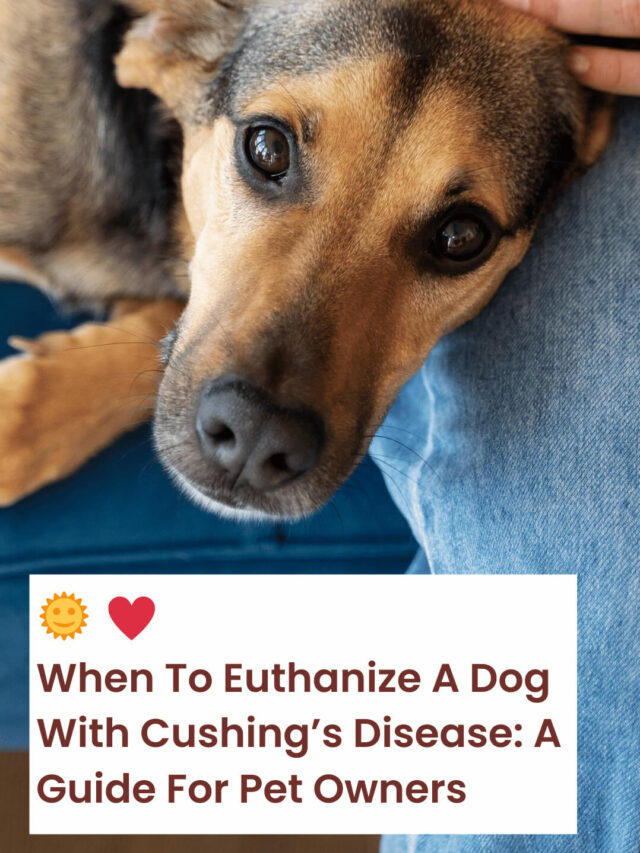 When To Euthanize A Dog With Cushing’s Disease: A Guide For Pet Owners
