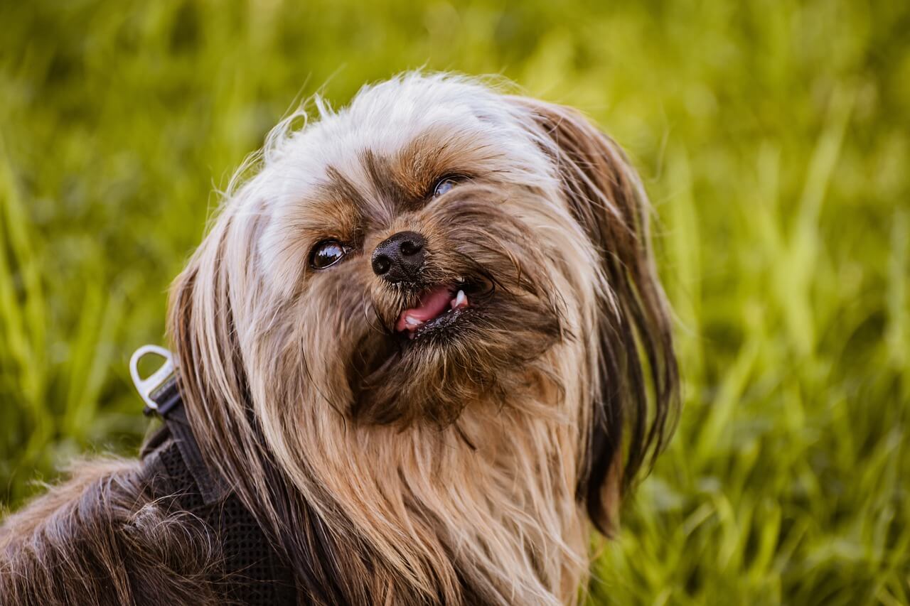 best house dog Yorkshire Terrier