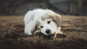 Dog Chewing Paws