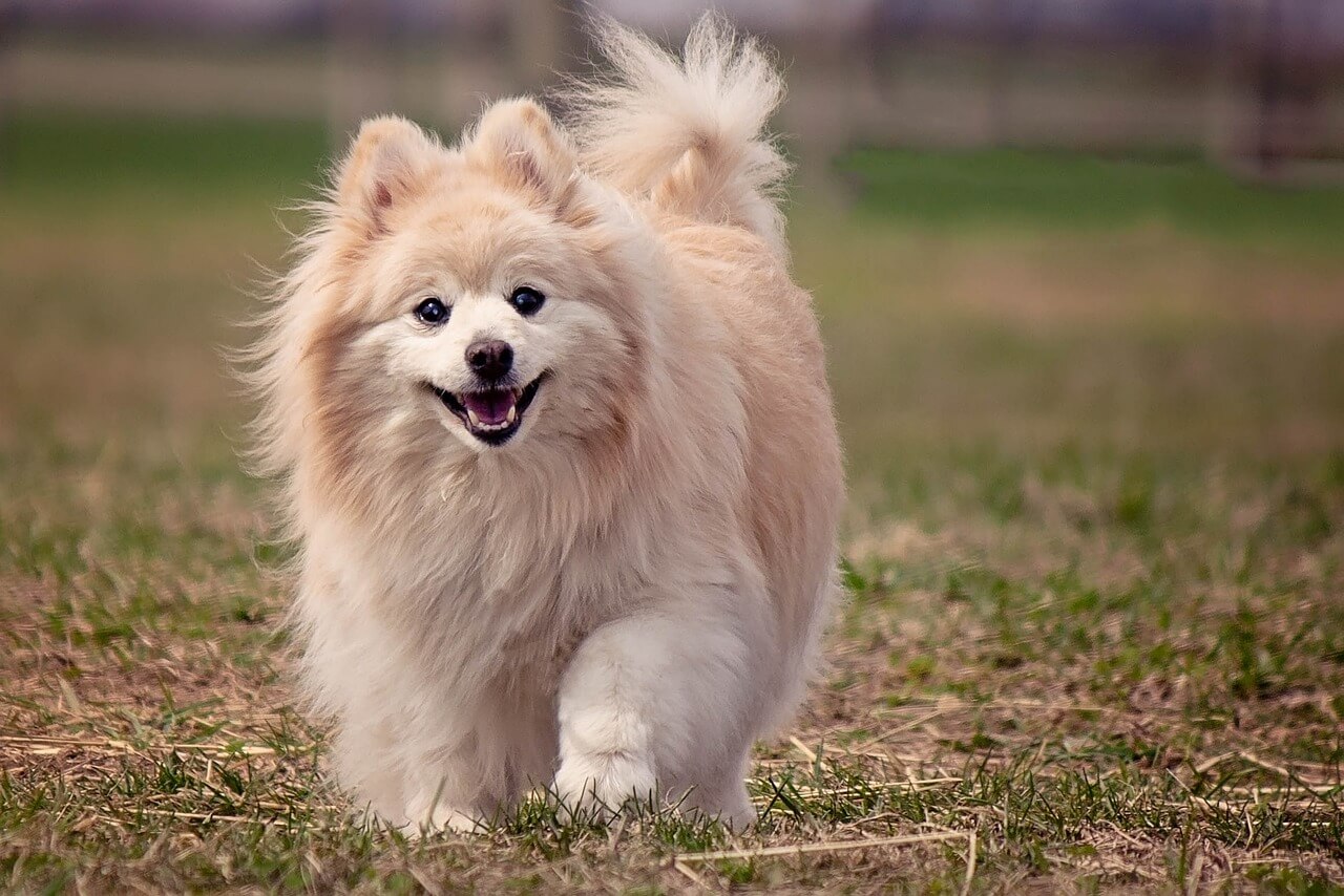 best house dog Pomeranian