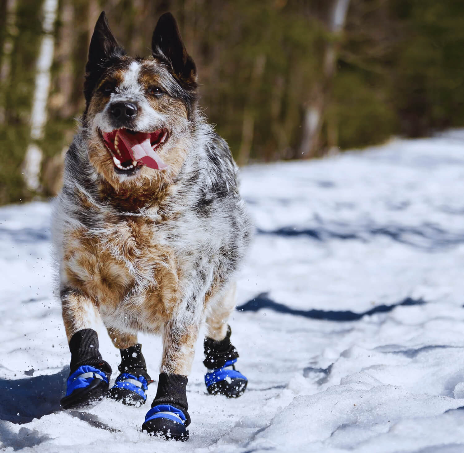 The Best Dog Shoes for Summer 