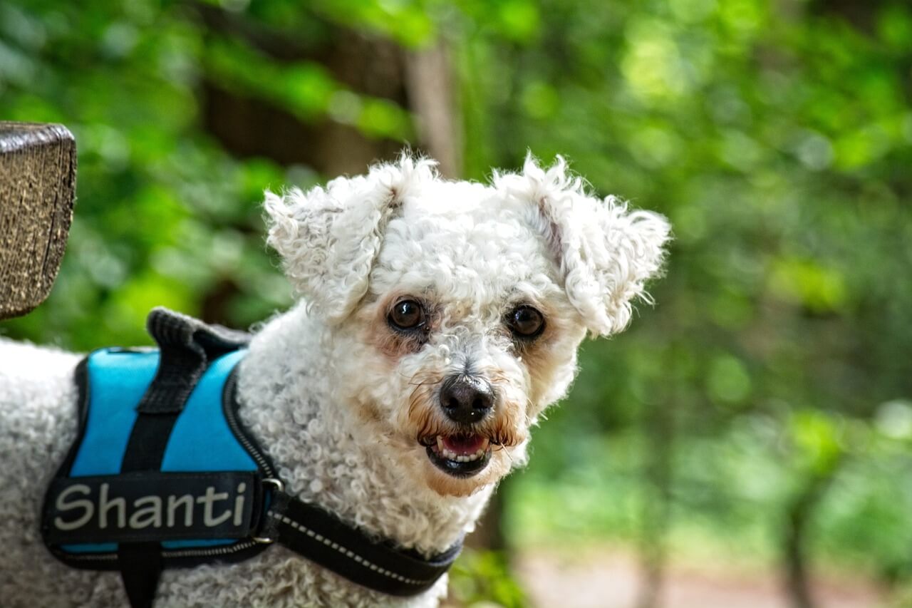 best house dog Bichon Frise