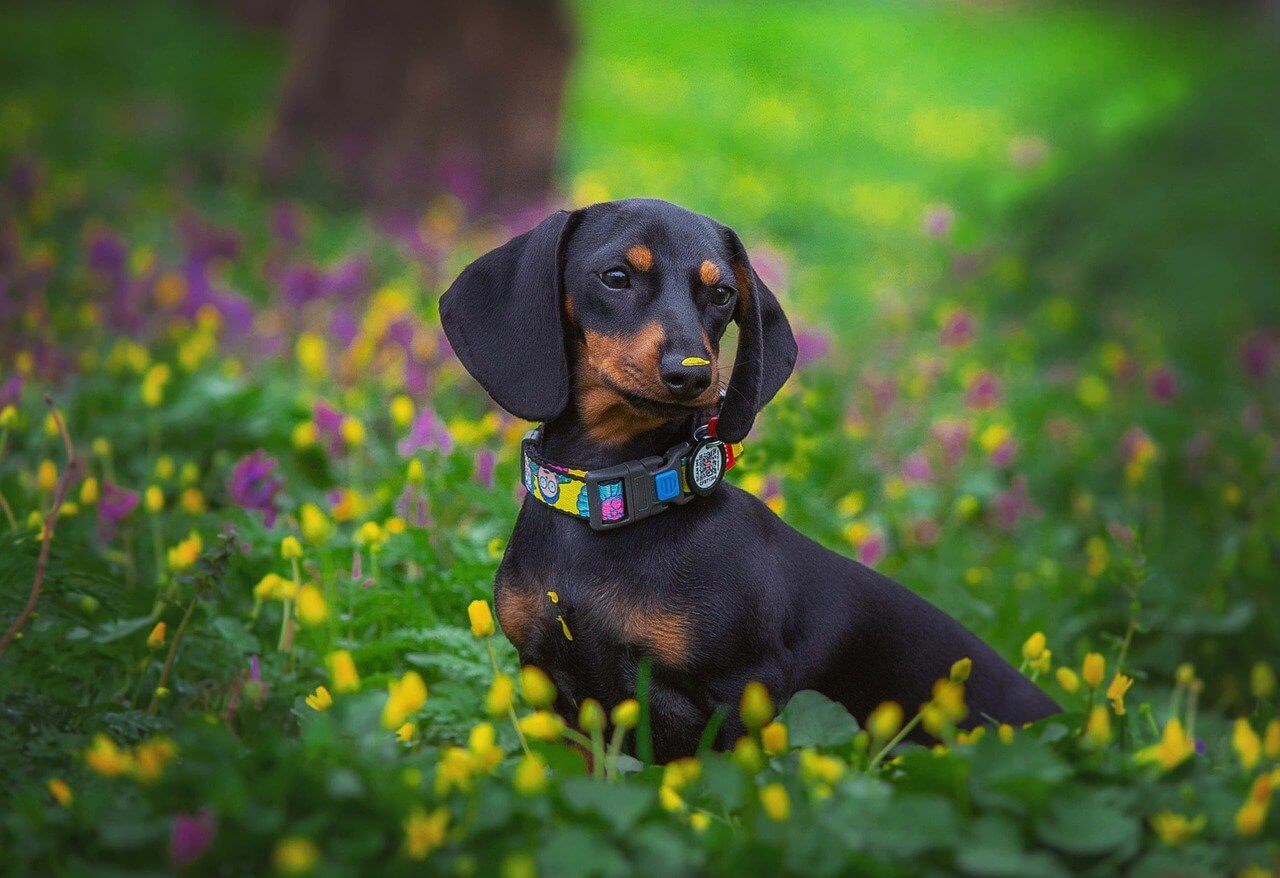 best house dog Dachshund