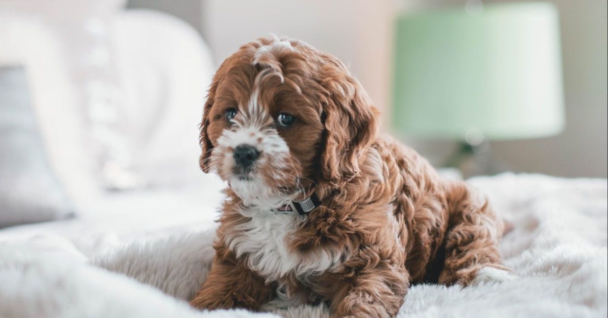 Adorable Cavapoo Puppies Waiting for a Loving Home