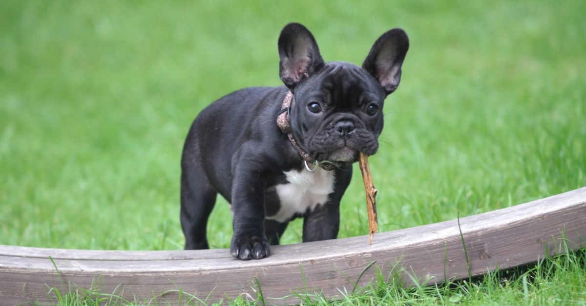 Are Fluffy French Bulldogs Mutts