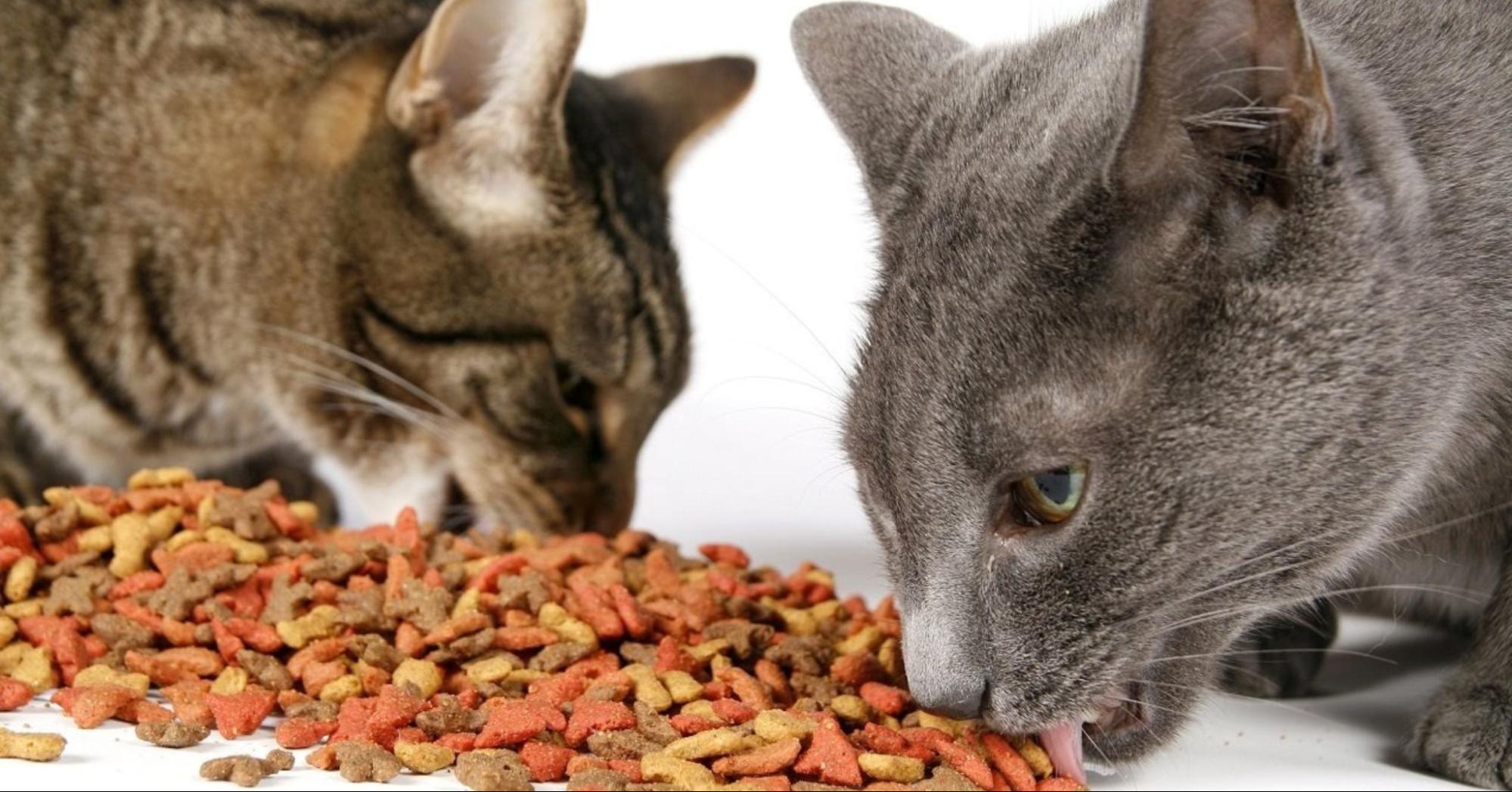 Benefits Of Grain-Free Cat Food