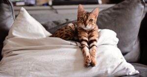 Bengal Cat Health Issues Every Owner Should Know