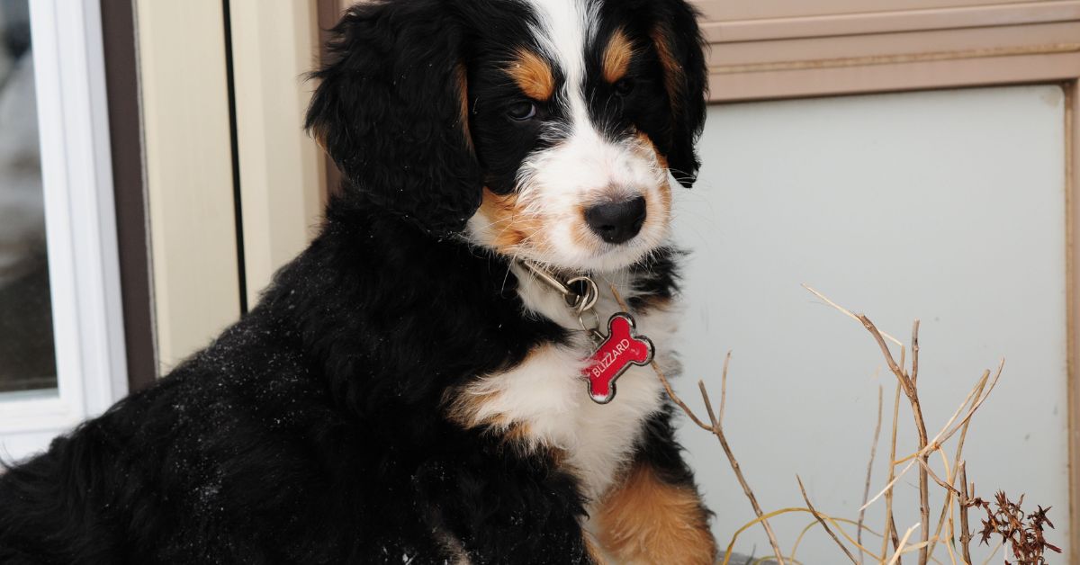 Bernedoodle Puppies in Different States