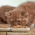 Can Adult Cats Eat Kitten Food