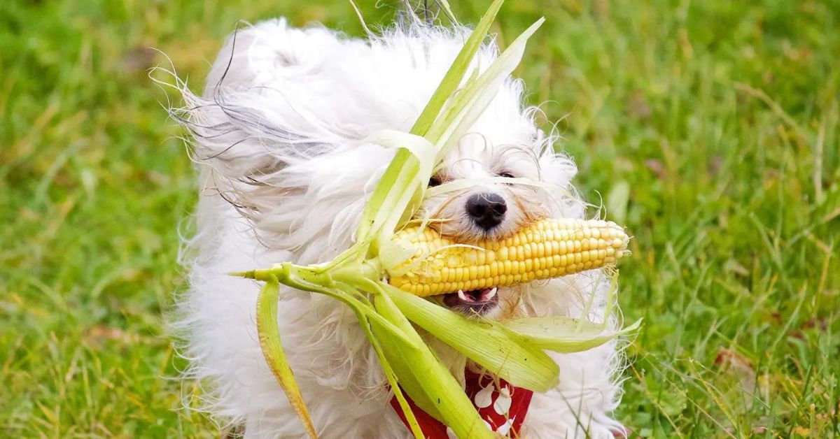 Can Dogs Eat Sweetcorn