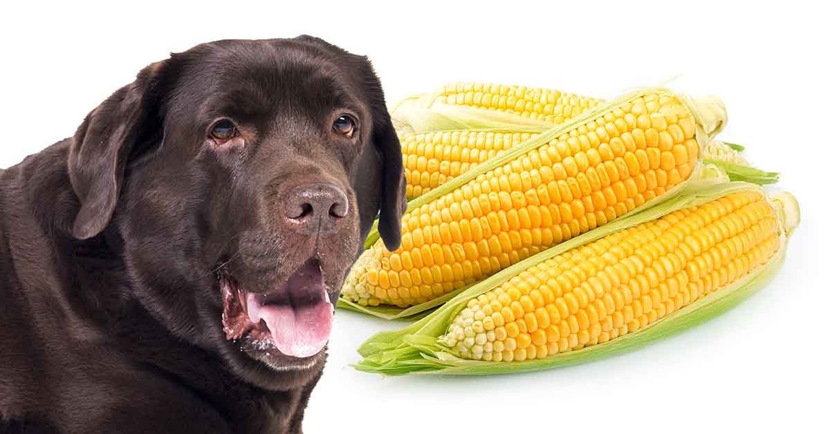 Can Dogs Eat Sweetcorn