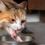 Can Your Cat Eat Raw Chicken