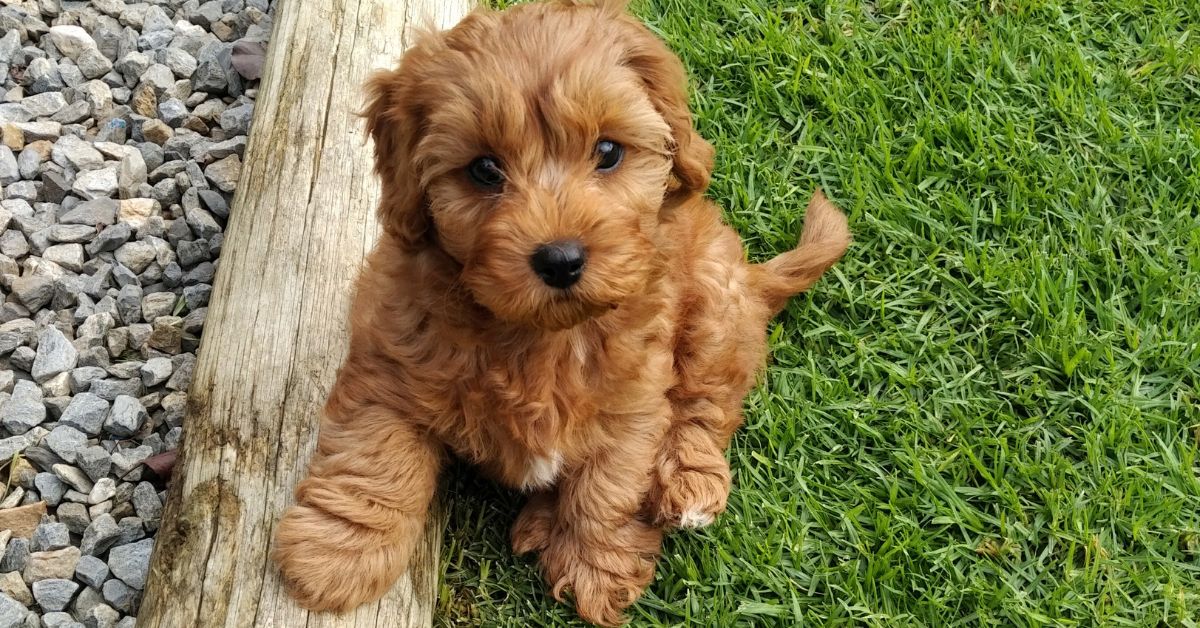 Cavapoo Puppies in Your Life