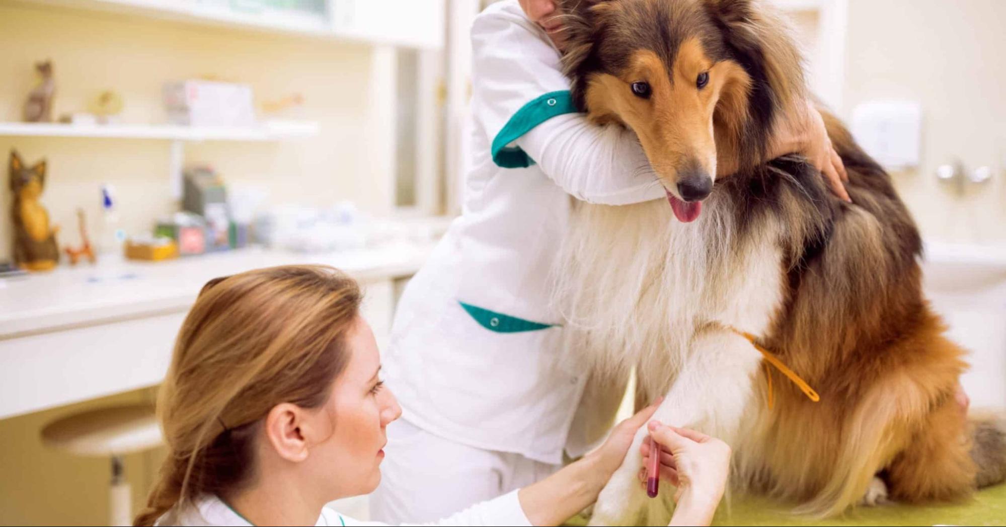 Common Causes of Blood in Dog's Stool