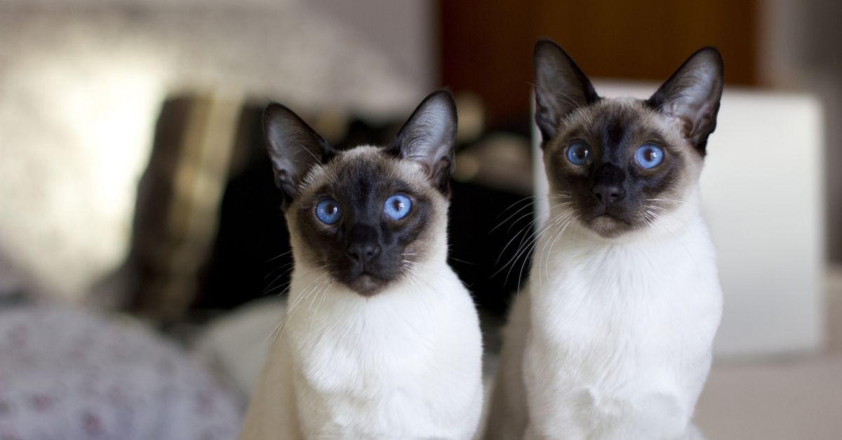 Common Health Issues in Siamese Cats