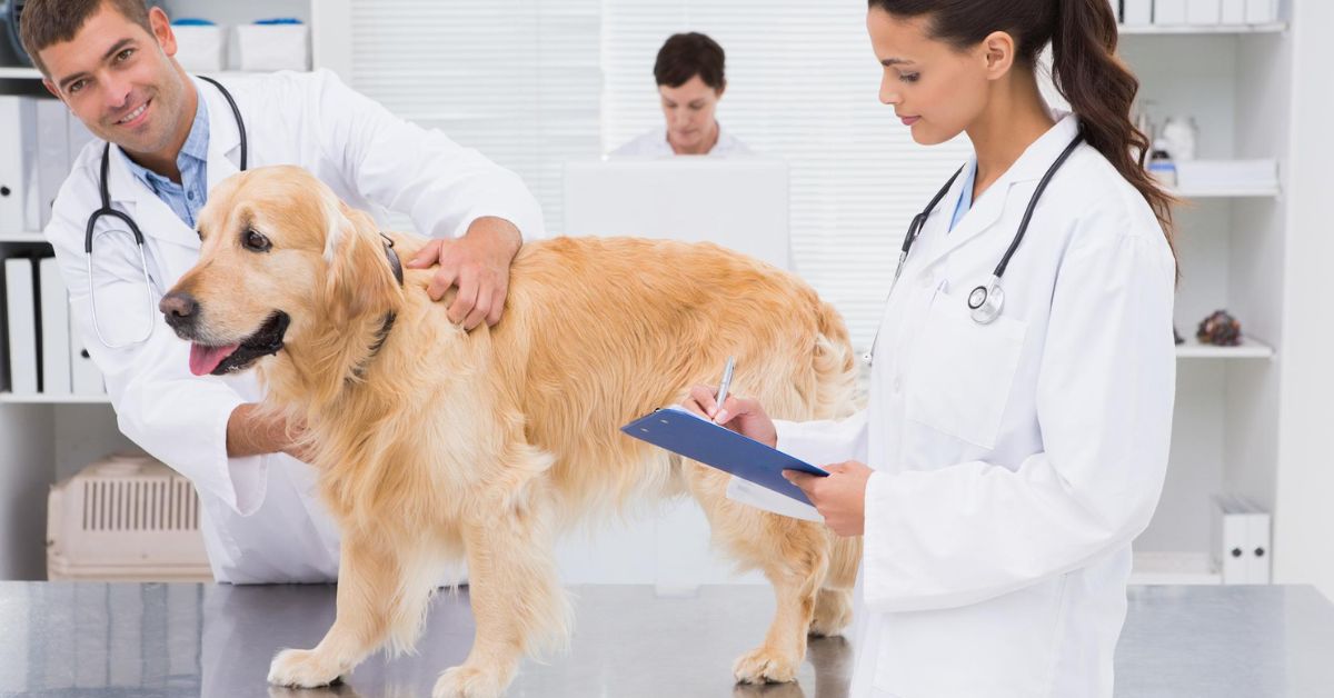 Diagnosis and Treatment by a Veterinarian