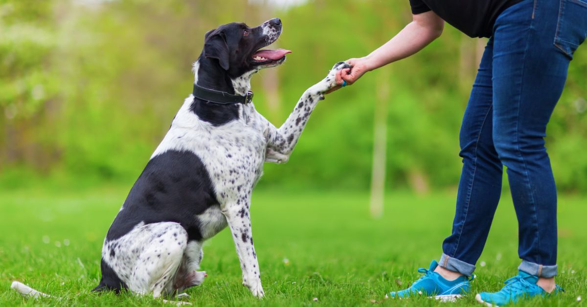 Dog Behavior and Training