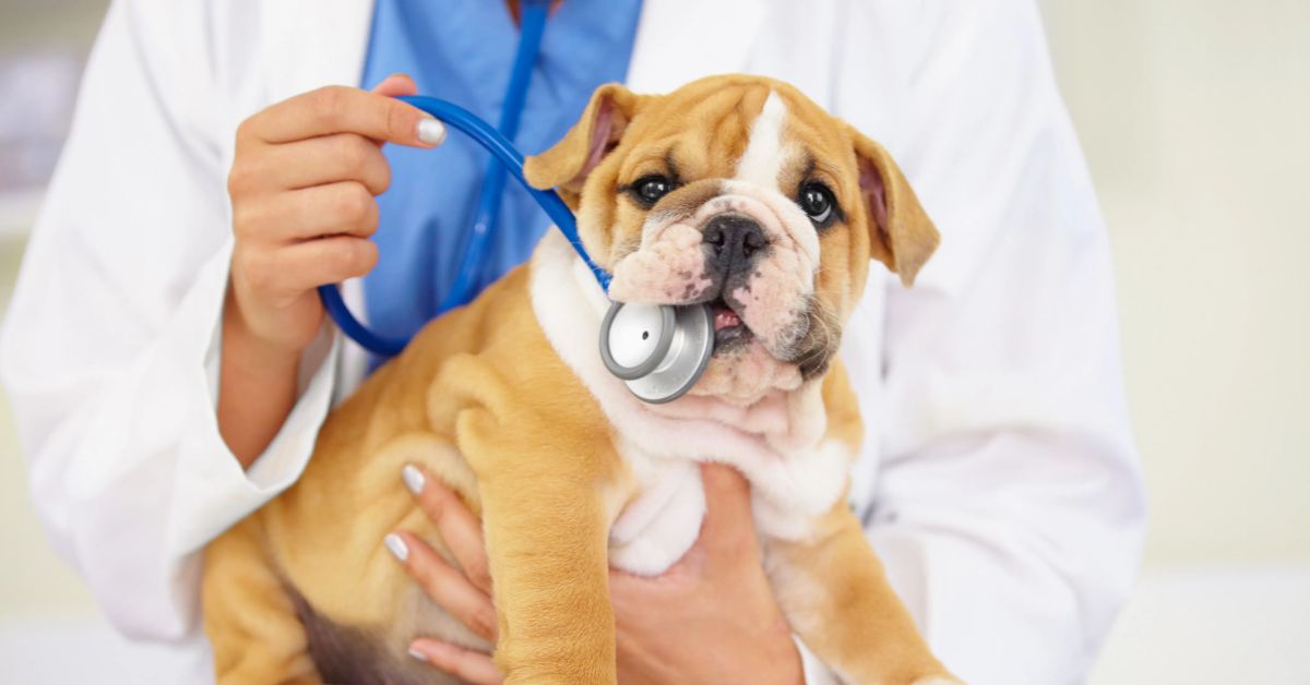 Dog Health Indicators