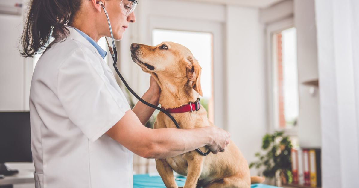 Dog Jaw Chattering Spasms When to Seek Veterinary Advice