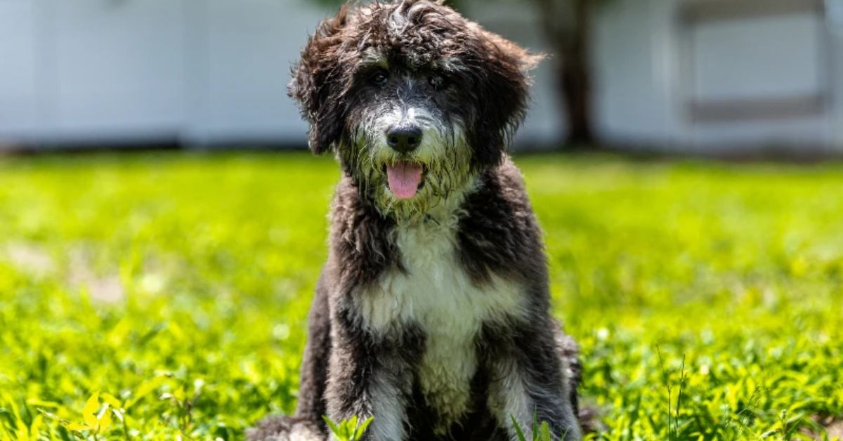 Finding Bernedoodle Puppies Near You