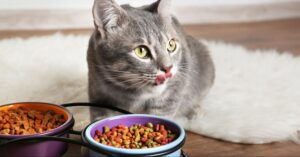 Grain Free Cat Food