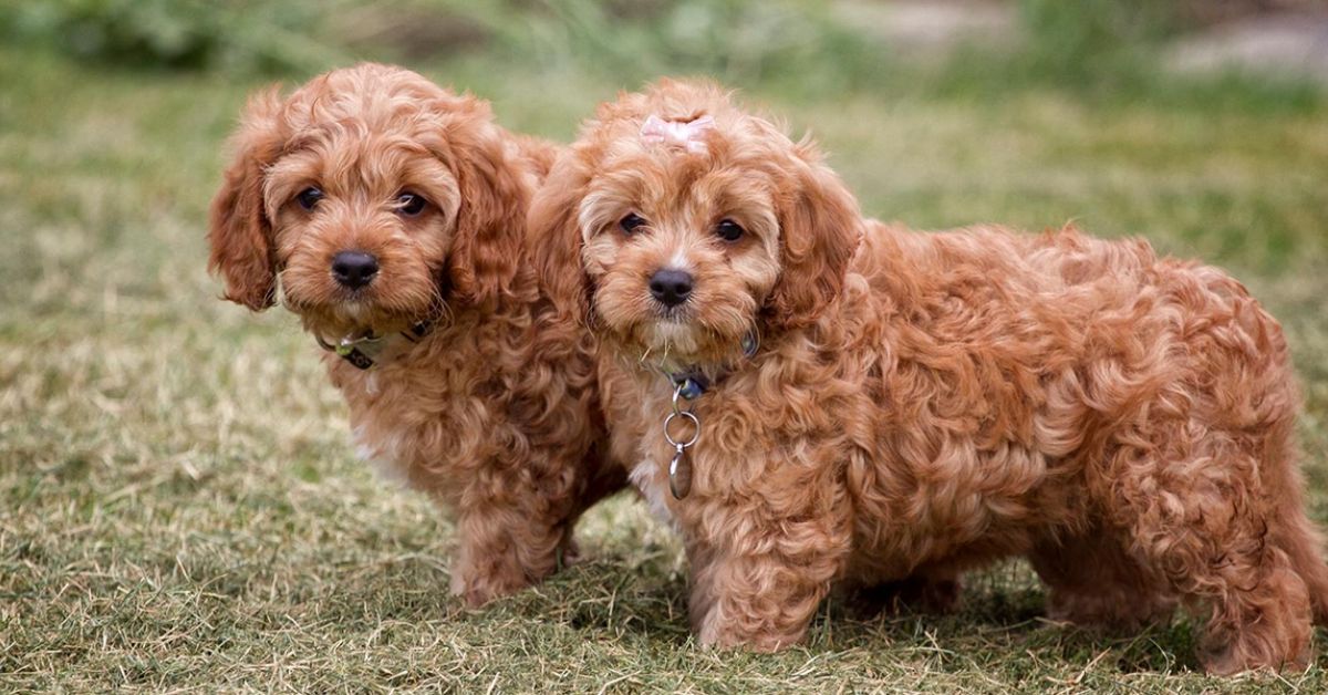 Health and Well-being of Cavapoo Puppies