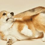 Home Remedies For Dog Biting Tail