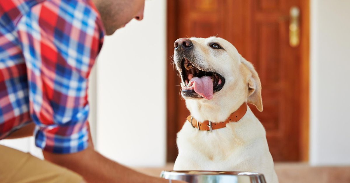 How to Feed Sweetcorn to Your Dog