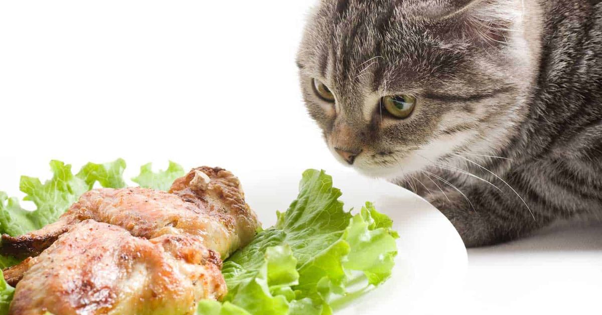 How to Safely Introduce Raw Chicken into Your Cat's Diet