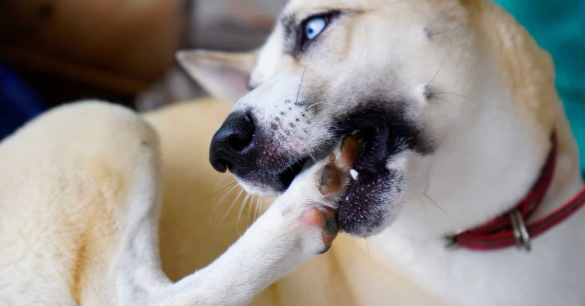 Is It Bad for Dogs to Lick Feet