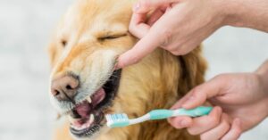 Is Your Dog Teeth Chattering Here's What You Need to Know!