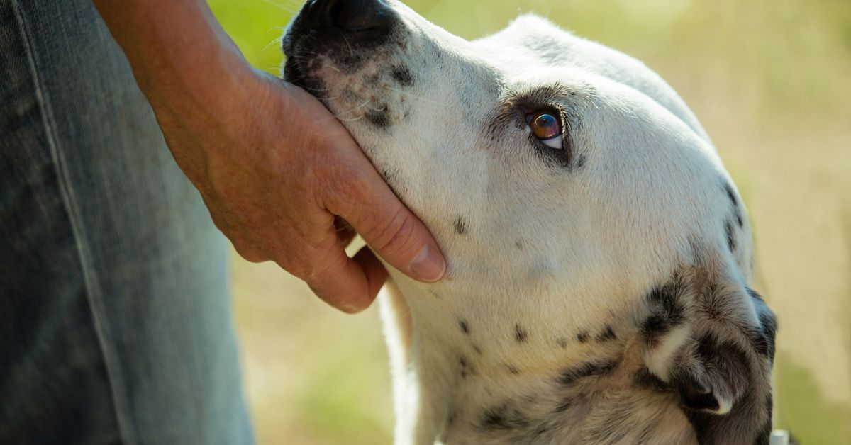 Mental Benefits of Waiting to Neuter Your Dog