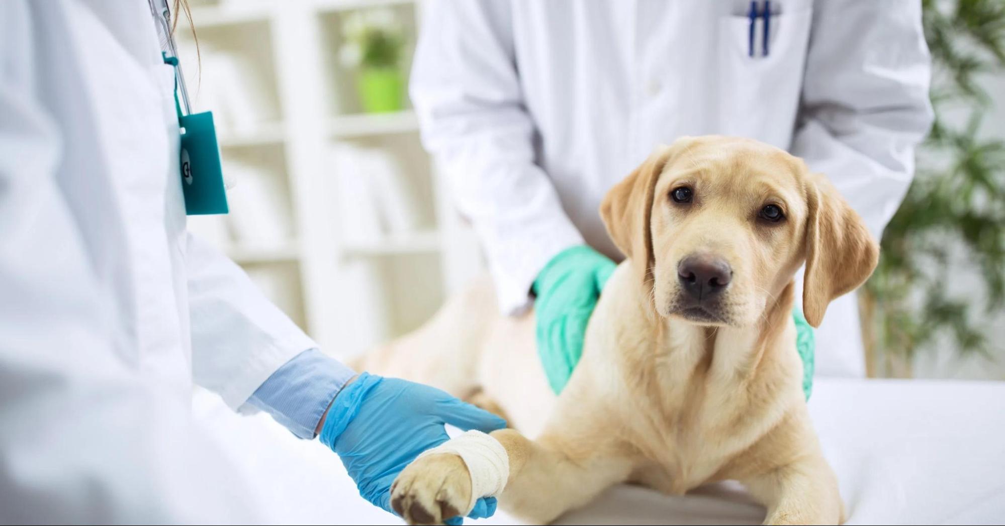 Monitoring Your Dog's Health