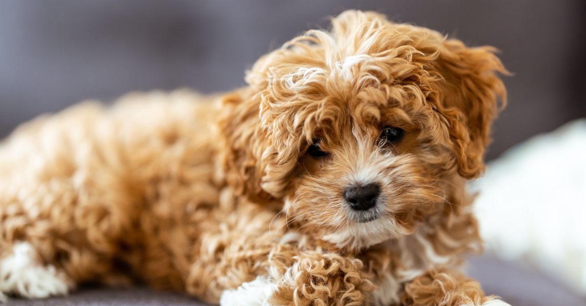 Nurturing Your Cavapoo Puppy