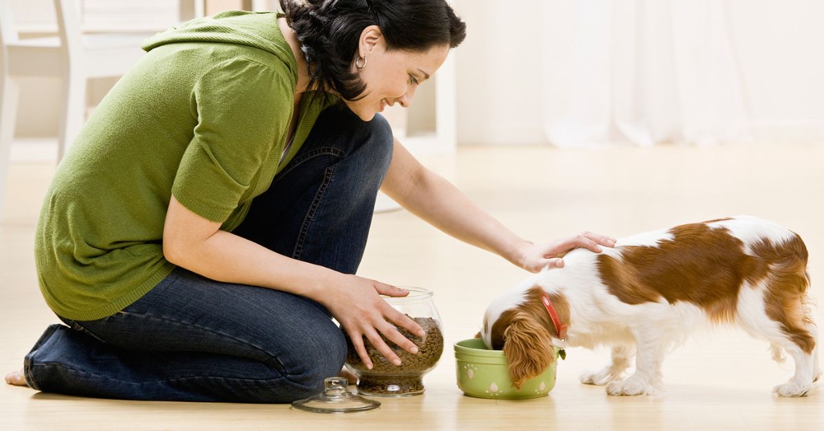 Nutrition for Senior Pets