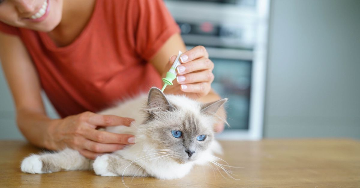 Persian Cat Health Issues and How to Keep Your Furry Friend Healthy