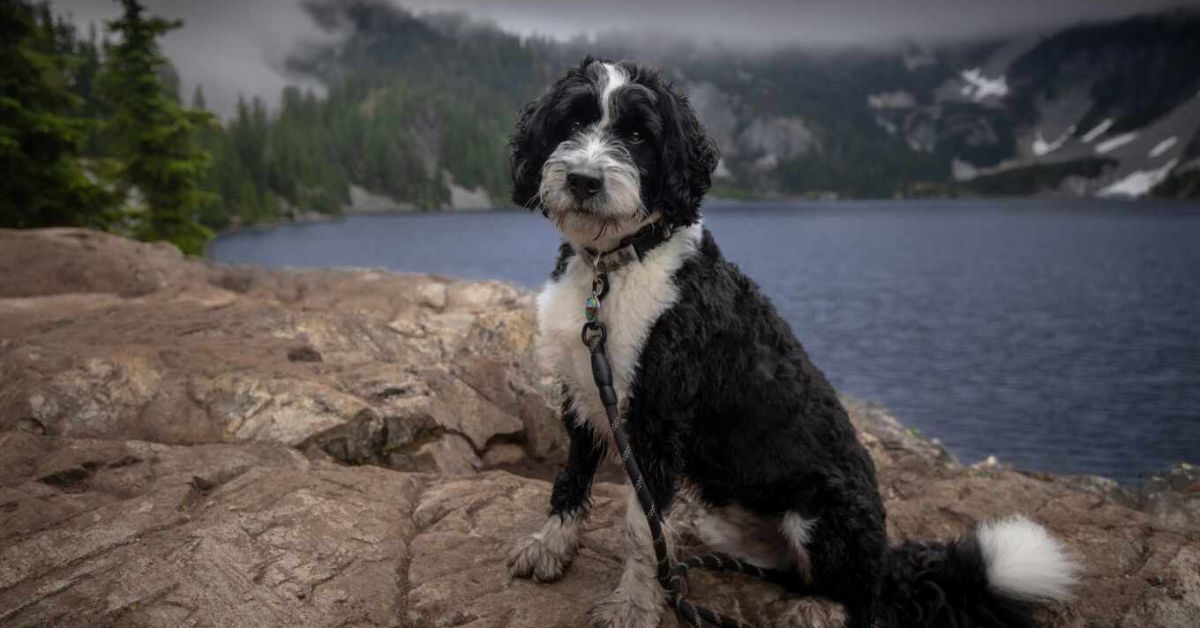 Photo Gallery of Adorable Bernedoodle Puppies