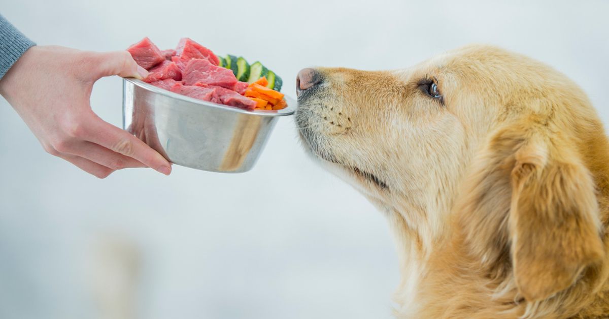 Practical Tips for Including Veggies in Your Dog's Diet