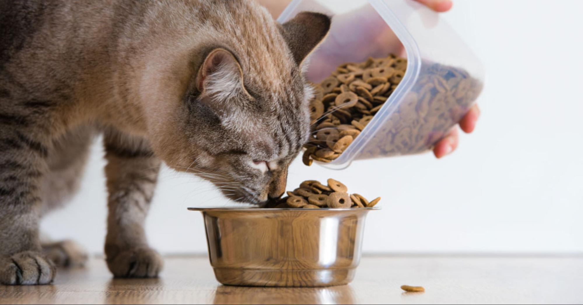 Preparing Grain-Free Cat Food at Home