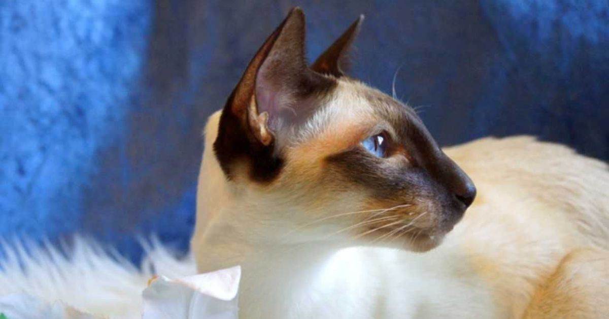 Proper Nutrition and Care for Siamese Cats