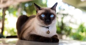 Siamese Cat Health Issues and How to Prevent Them