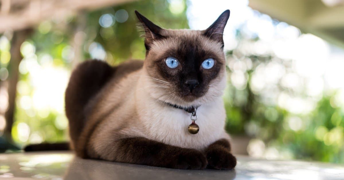 Siamese Cat Health Issues and How to Prevent Them